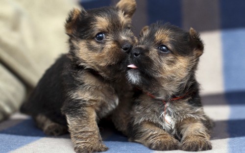 Image brown and black long coated puppy