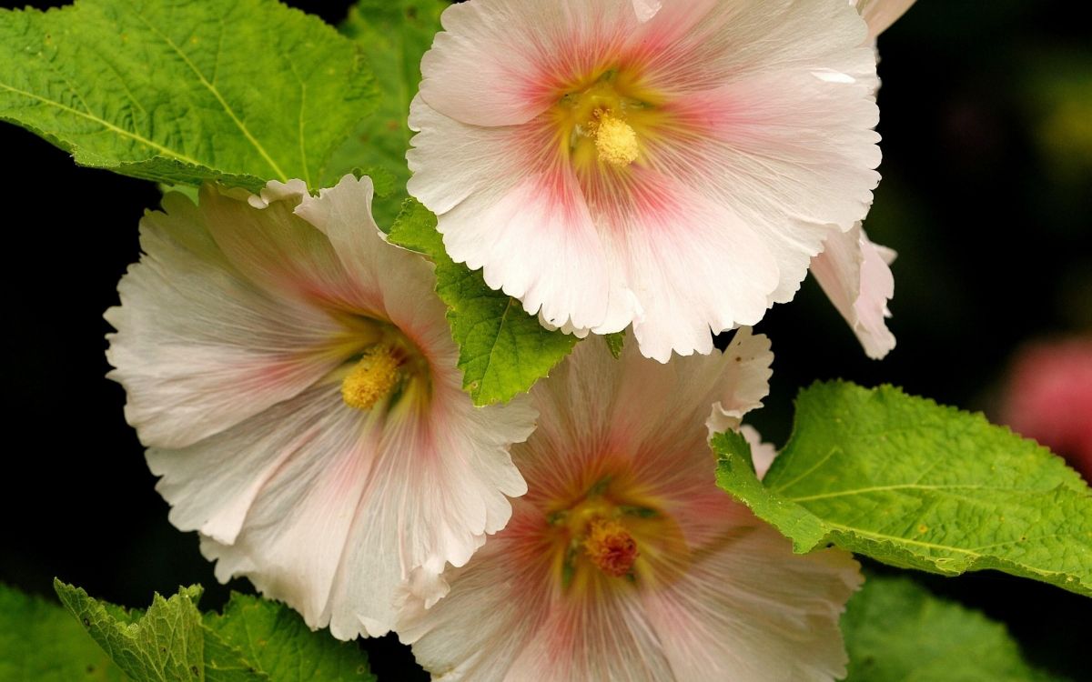 Hibisco Blanco y Rosa en Flor Durante el Día. Wallpaper in 2880x1800 Resolution