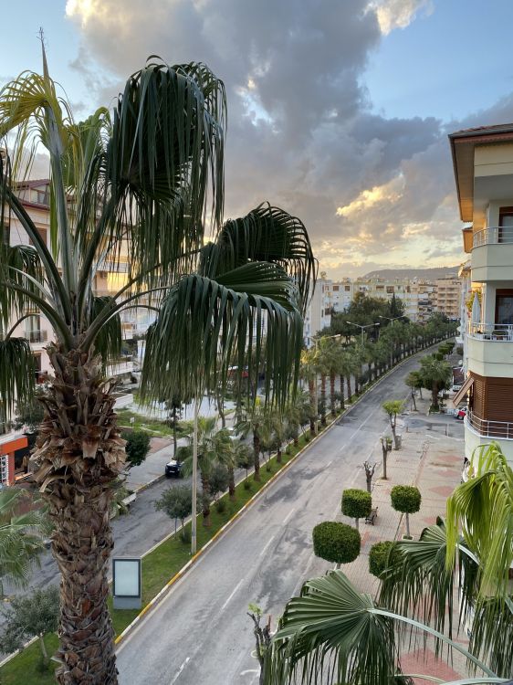 Palme, Cloud, Baum, Städtebau, Biome. Wallpaper in 1536x2048 Resolution