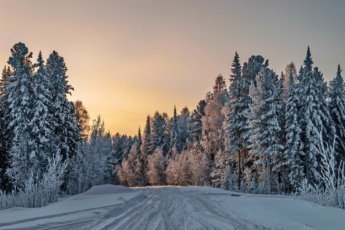 Image snow covered trees during daytime