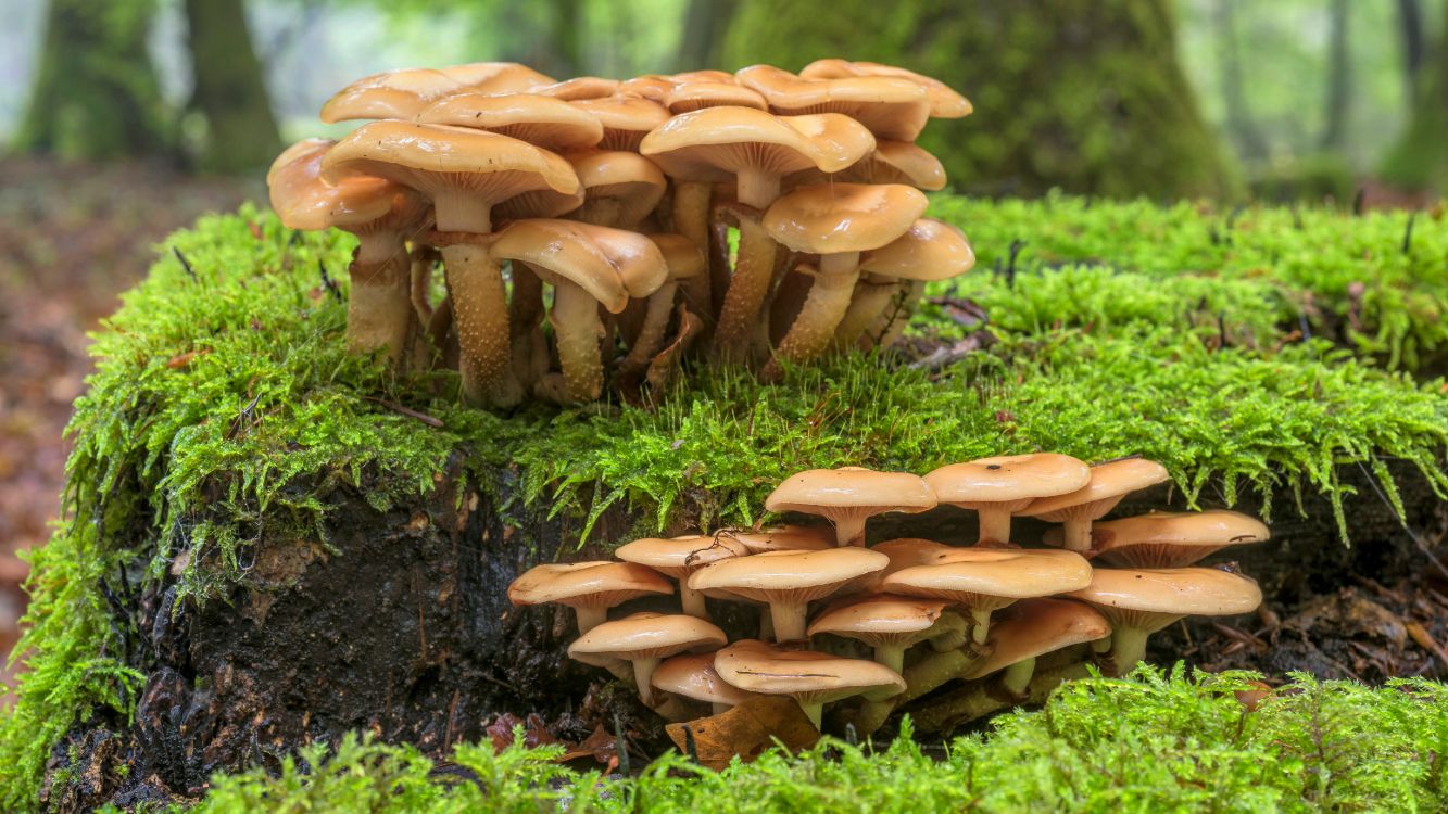 Heilpilz, Penny Bun, Agaricus Bisporus, Pilz, Baumstumpf. Wallpaper in 5120x2880 Resolution