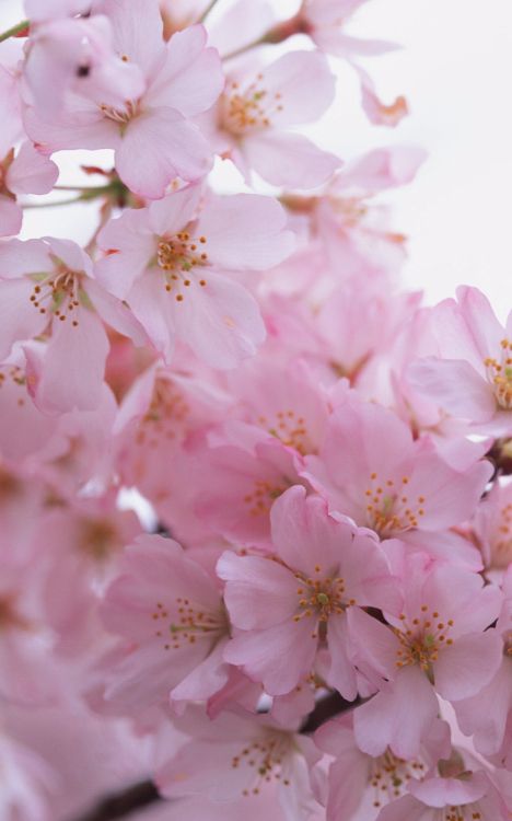 樱花, 关闭了, 弹簧, 显花植物, 粉红色 壁纸 1200x1920 允许