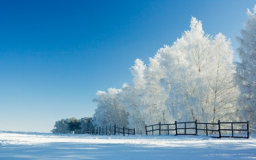 Image snow covered trees near body of water during daytime