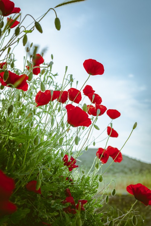 Image red flowers under blue sky during daytime