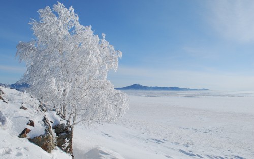 Image snow covered trees on snow covered ground under blue sky during daytime