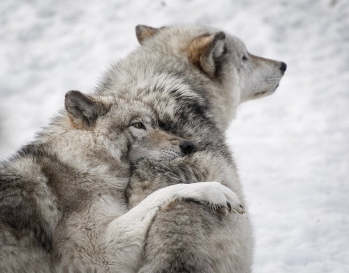 Image white and brown wolf lying on snow covered ground during daytime