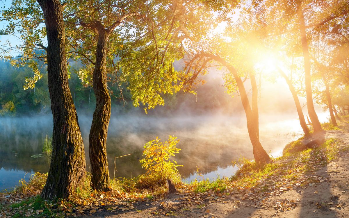Arbres Bruns et Verts Sur Sol Brun. Wallpaper in 2880x1800 Resolution