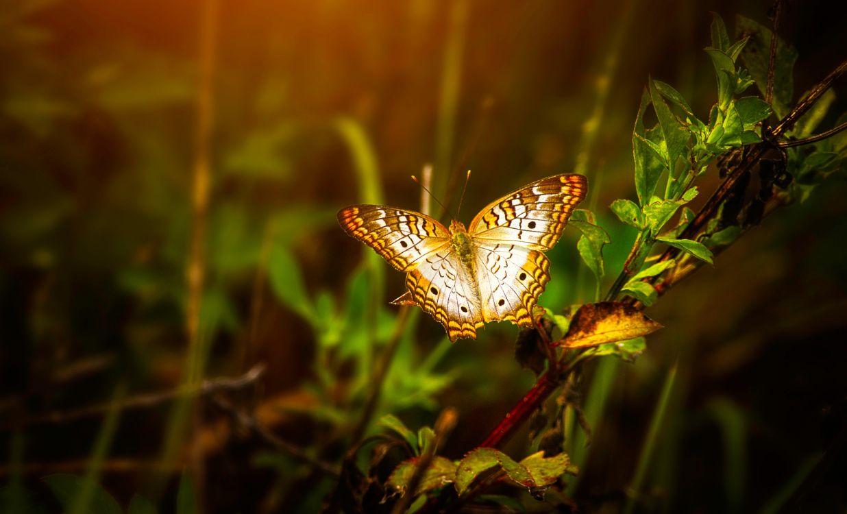 Mariposa Blanca y Negra Posada Sobre Una Planta Verde Durante el Día. Wallpaper in 3000x1819 Resolution