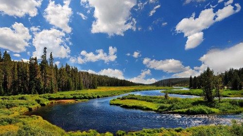 Image green trees near river under blue sky during daytime