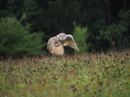 Image white and black owl on green grass during daytime