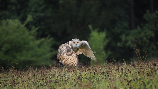 Image white and black owl on green grass during daytime