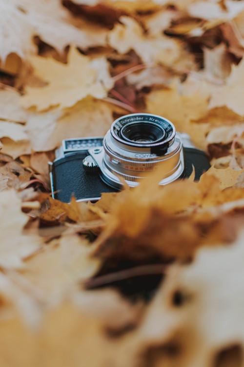 Image black and silver dslr camera on brown dried leaves