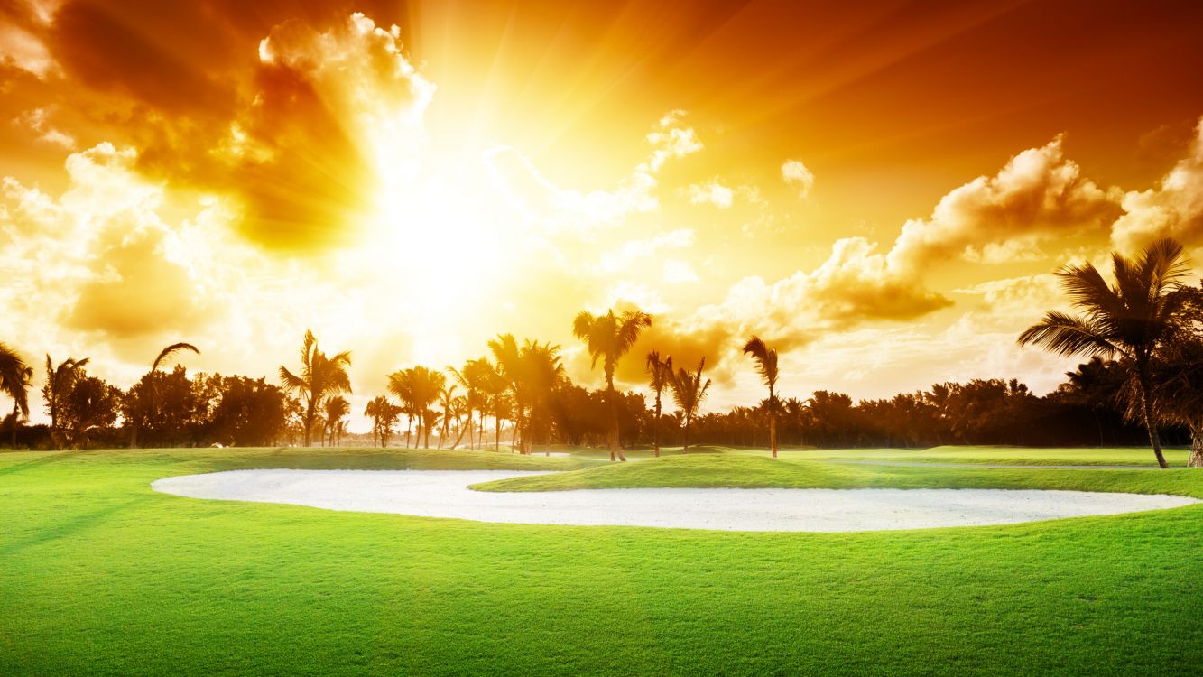 green grass field with palm trees during sunset