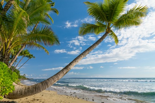 Image coconut tree on beach shore during daytime