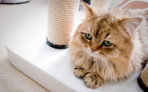 Image brown and white long fur cat