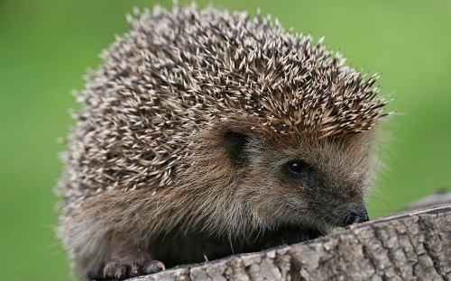 Image hedgehog on brown tree trunk