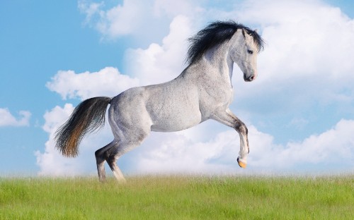 Image white horse on green grass field under blue sky during daytime