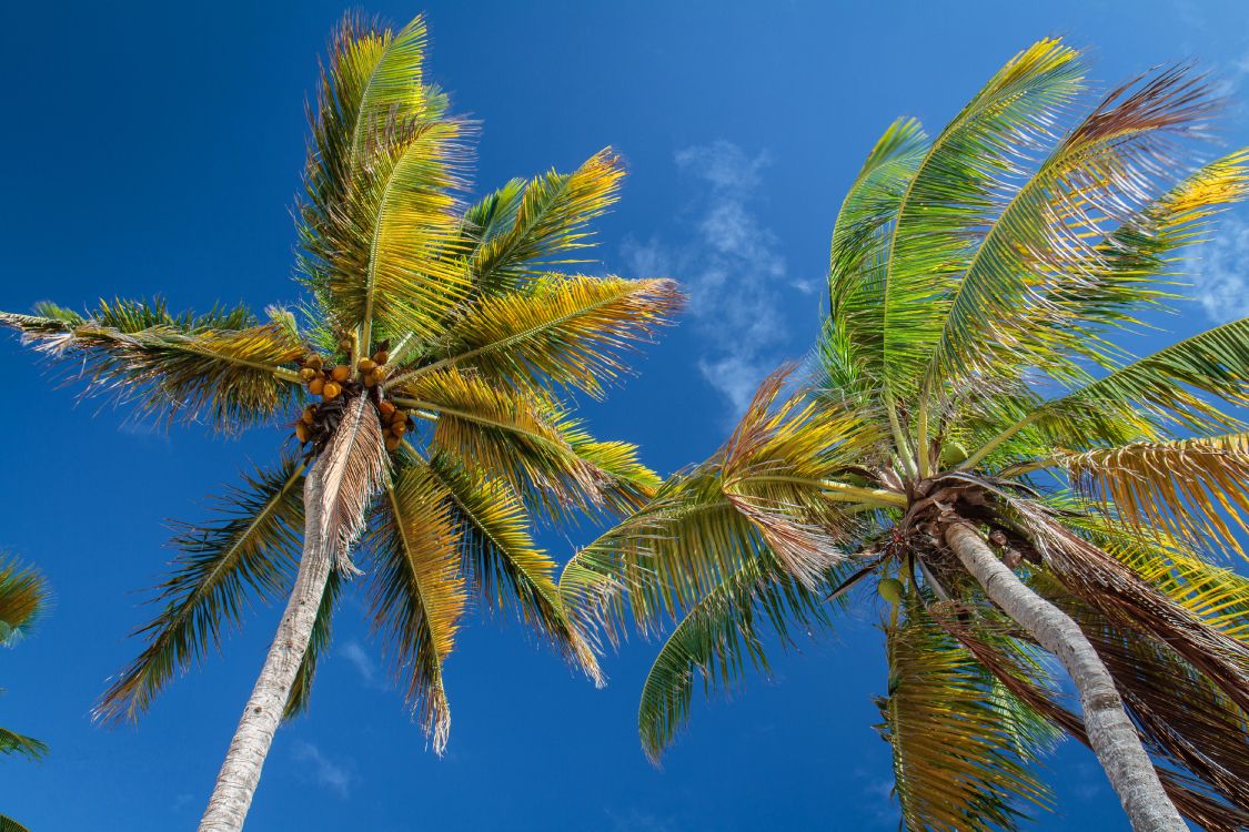 Green Palm Tree Under Blue Sky During Daytime. Wallpaper in 3750x2500 Resolution