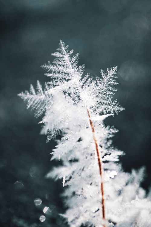 Winter, Snow, Frost, Freezing, Branch. Wallpaper in 3000x4500 Resolution