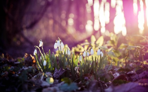 Image white flowers on green grass during daytime