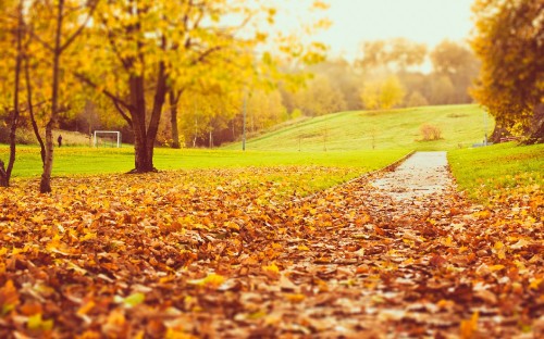 Image brown dried leaves on the ground