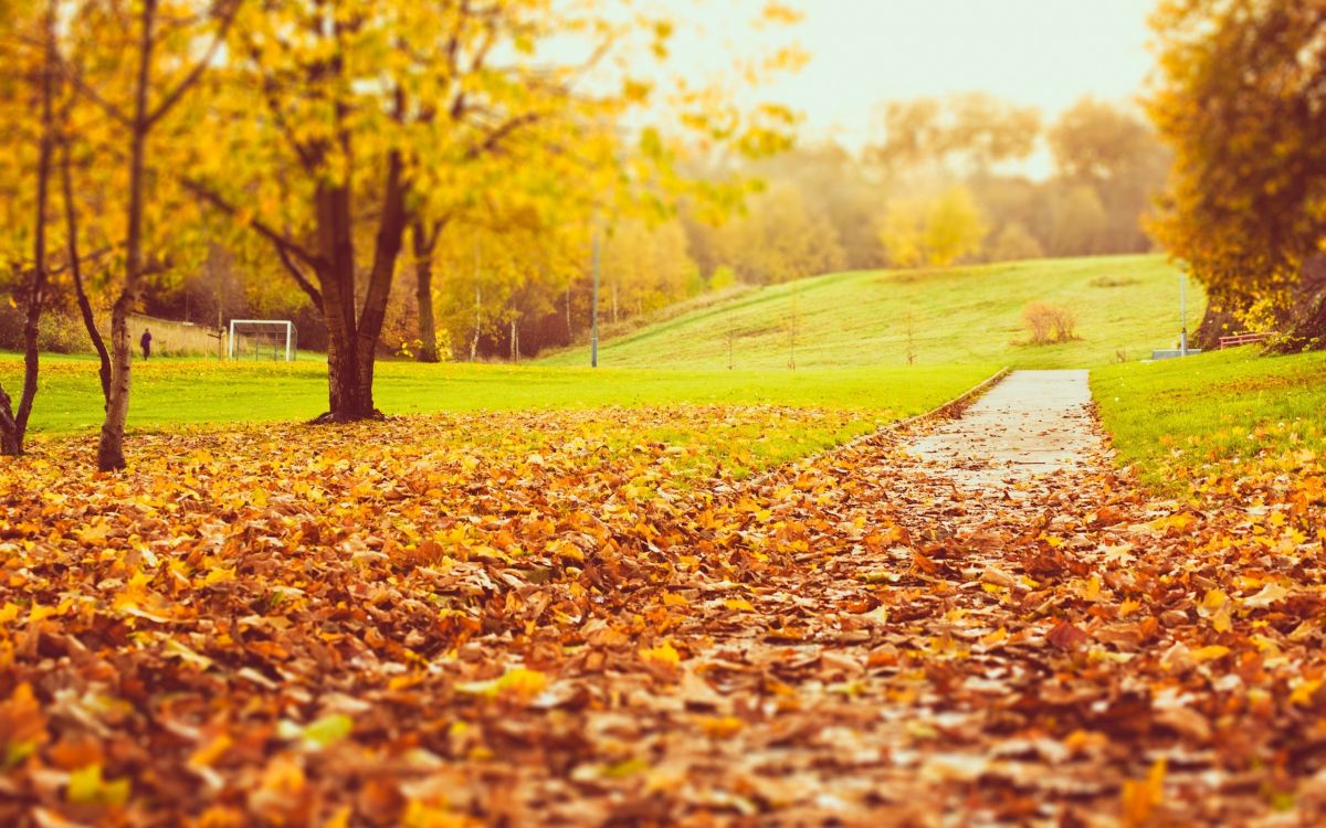 brown dried leaves on the ground