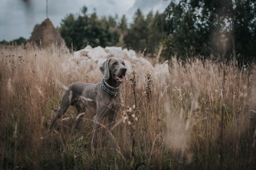 Image gray short coated dog on brown grass field during daytime