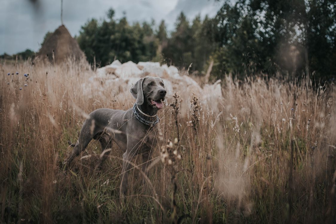 Gray Short Coated Dog on Brown Grass Field During Daytime. Wallpaper in 4600x3071 Resolution