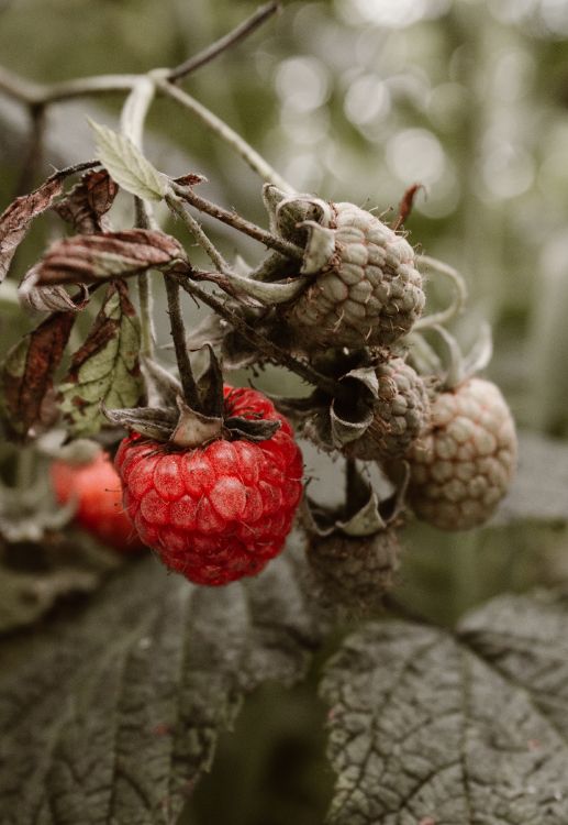 Fondos de Pantalla la Frambuesa Roja, Frambuesa, Sucursal, Planta