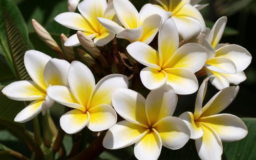 Image white and yellow flowers in close up photography