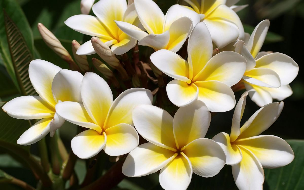 white and yellow flowers in close up photography