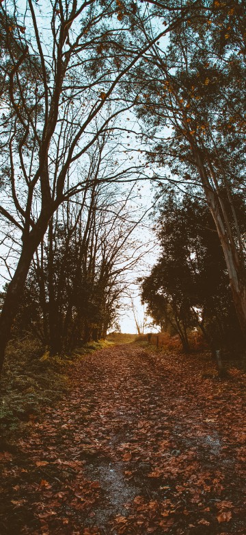 Image nature, tree, leaf, natural landscape, natural environment