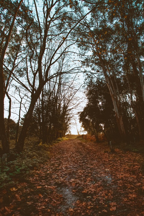 Image nature, tree, leaf, natural landscape, natural environment