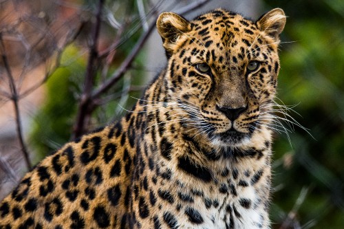 Image brown and black leopard on brown tree branch during daytime