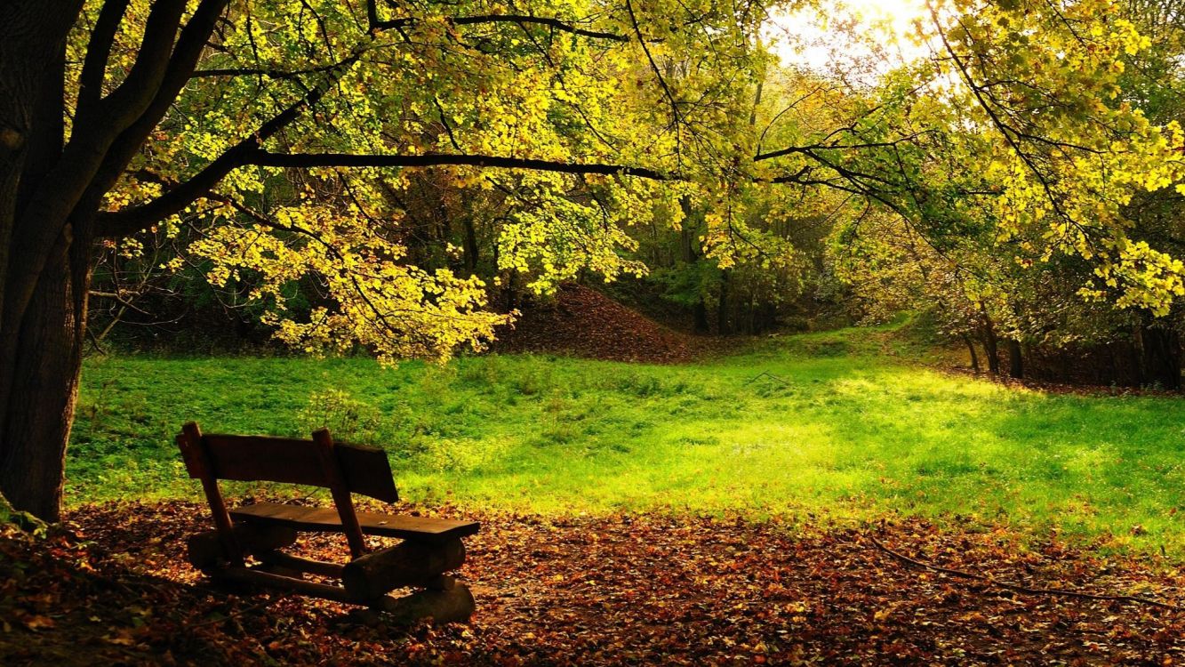Banc en Bois Marron Sur Terrain D'herbe Verte. Wallpaper in 2560x1440 Resolution
