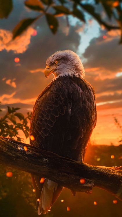 bald eagle, golden eagle, eagle, birds, bird