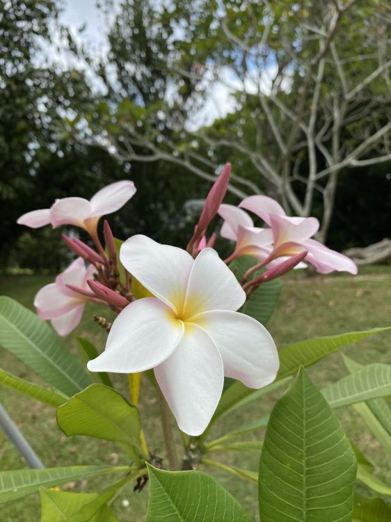 flora, science, physics, vegetation, petal