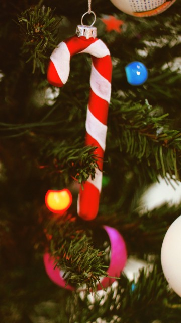 Image christmas tree, christmas ornament, christmas, christmas decoration, tree