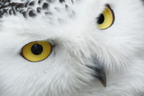 Image white and black owl with yellow eyes