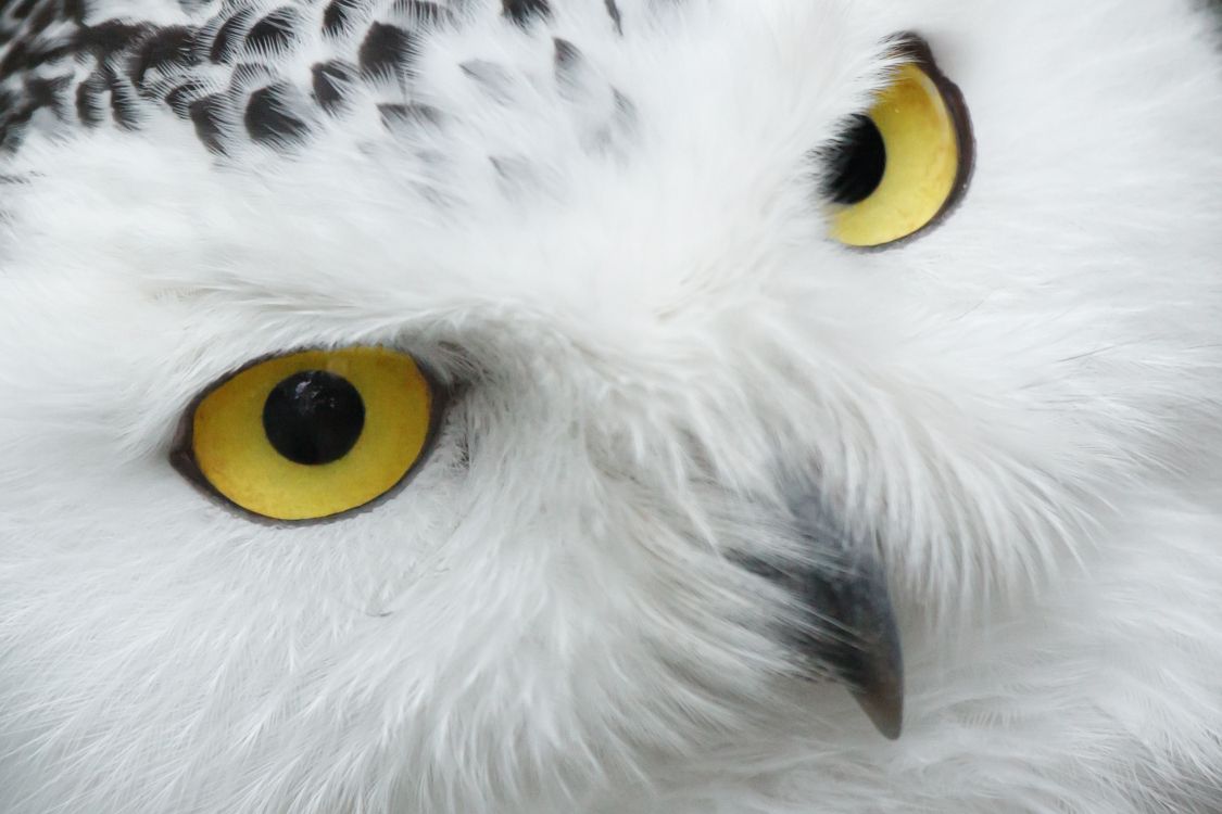White and Black Owl With Yellow Eyes. Wallpaper in 2219x1479 Resolution