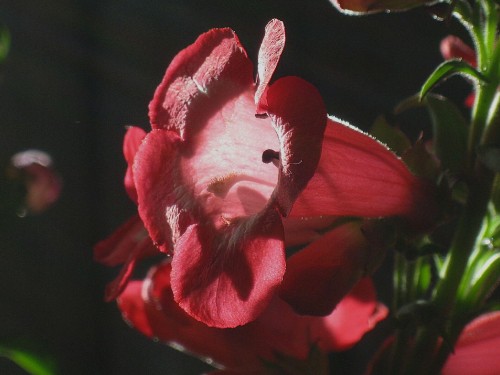 Image pink flower in macro shot