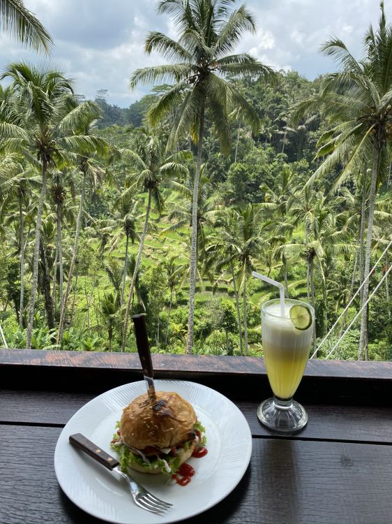 palm trees, coconut, science, biology, cooking