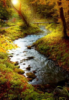 Wallpaper Green Moss on River Bank, Background - Download Free Image