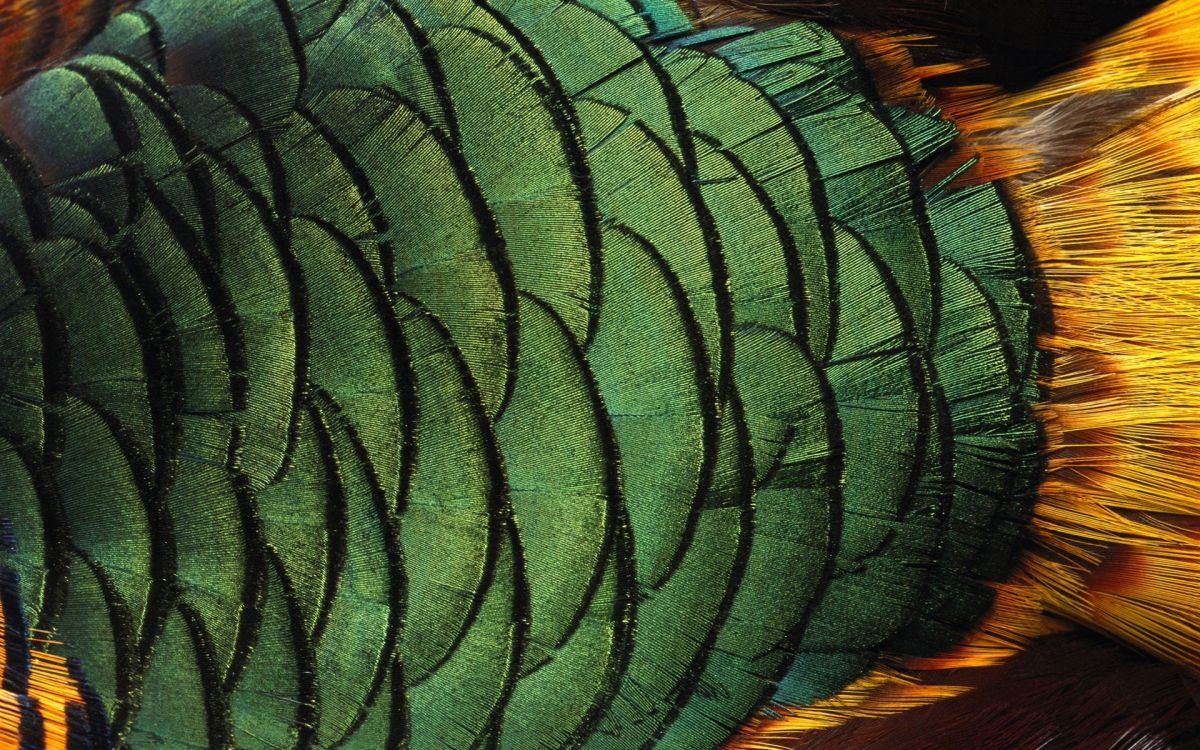 Pluma Naranja Verde y Azul. Wallpaper in 1920x1200 Resolution