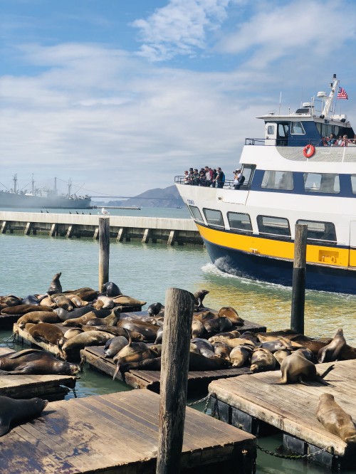 Image pier, san francisco, water transportation, boat, ferry