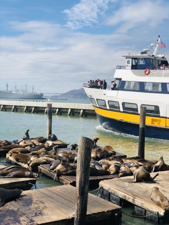 pier, san francisco, water transportation, boat, ferry