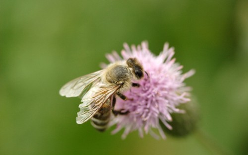 Image honeybee perched on purple flower in close up photography during daytime