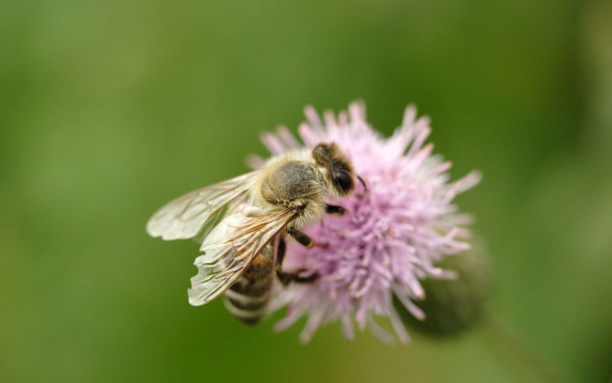 honeybee perched on purple flower in close up photography during daytime