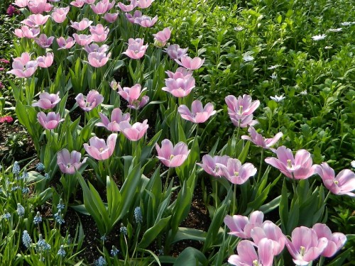 Image purple flowers with green leaves