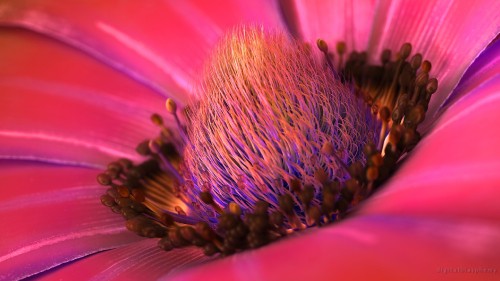 Image pink flower in macro photography